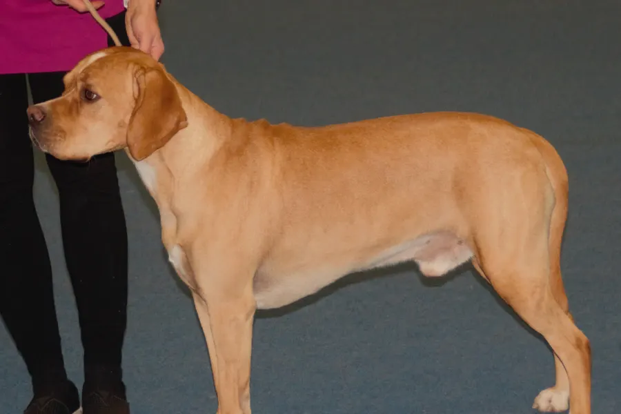 A Portuguese Pointer, a large dog of the foundation stock service group