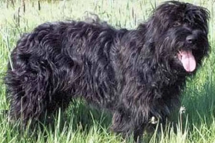 A Portuguese Sheepdog, a large dog of the foundation stock service group