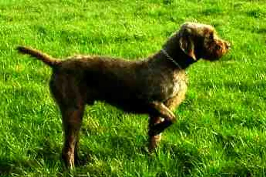 A Pudelpointer, a large dog of the foundation stock service group