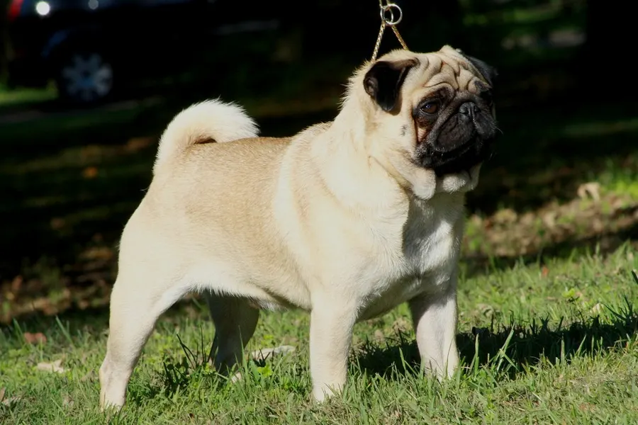A Pug, a small dog of the toy group