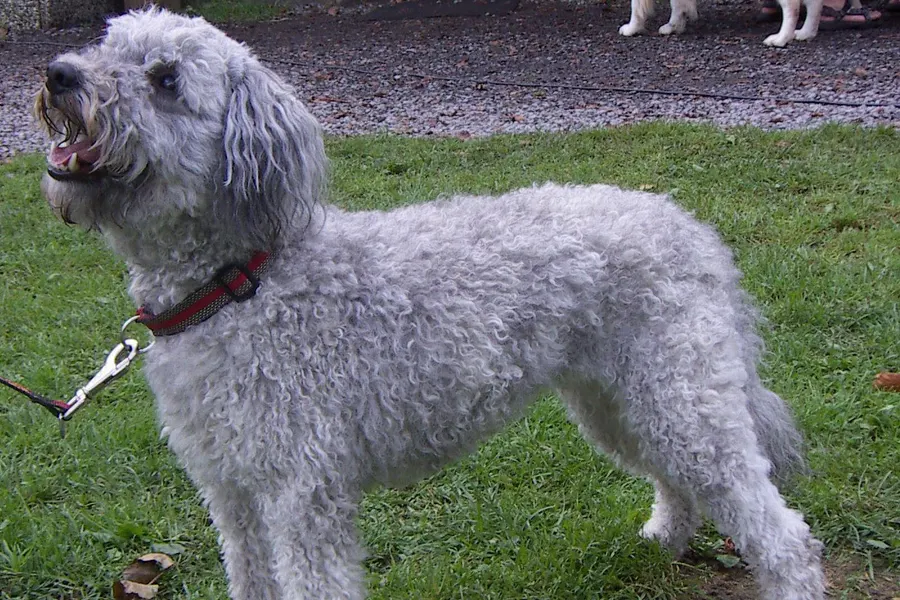 A Pumi, a medium dog of the herding group