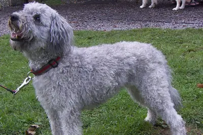 A Pumi