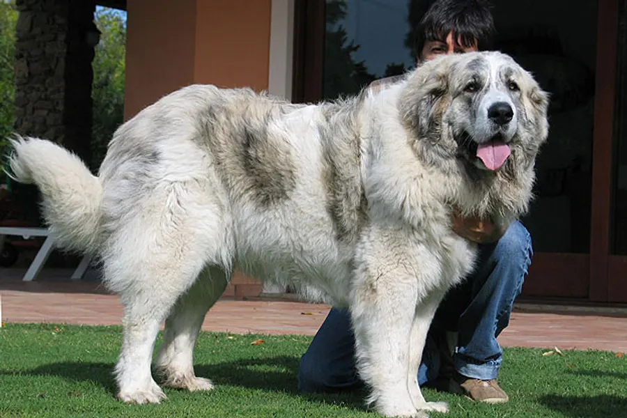 A Pyrenean Mastiff, a giant dog of the foundation stock service group