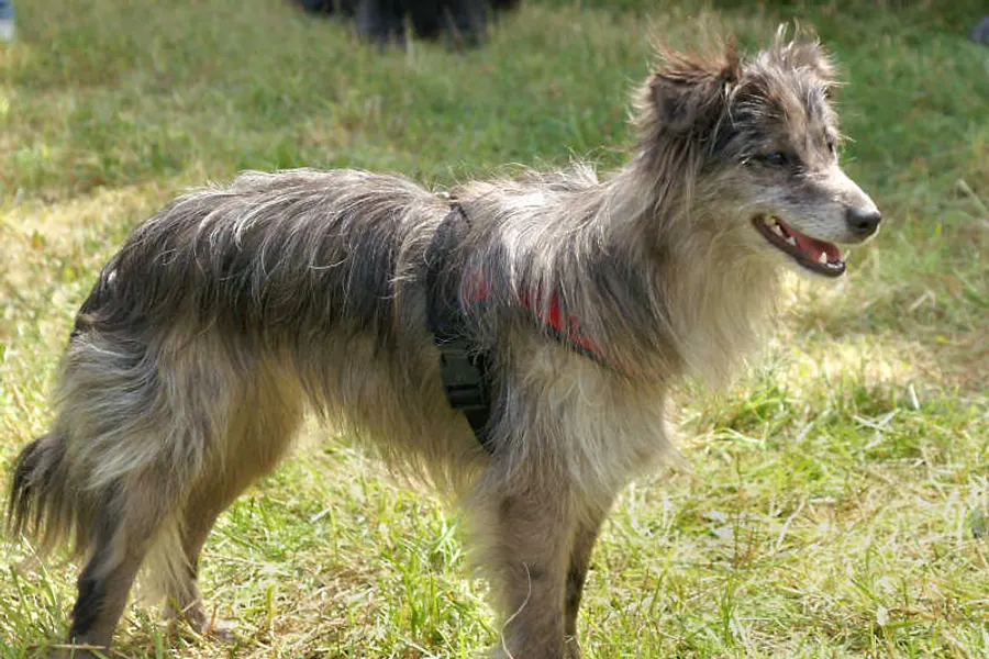 A Pyrenean Shepherd, a medium dog of the herding group