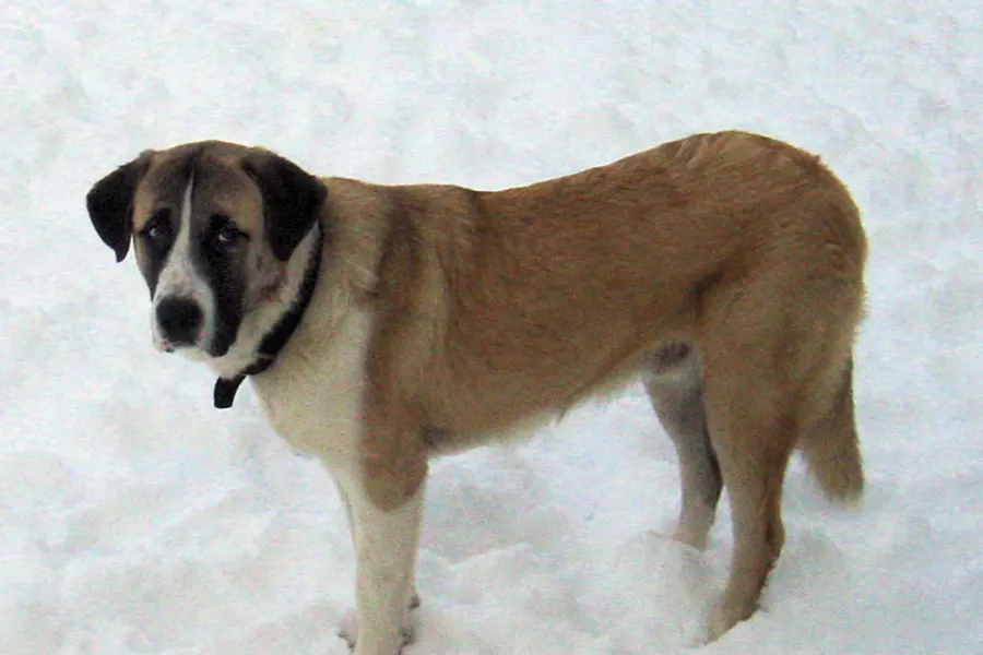 A Rafeiro do Alentejo, a large dog of the foundation stock service group