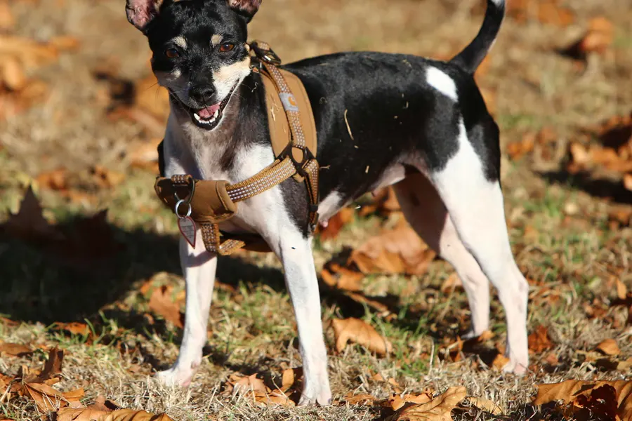 A Rat Terrier, a small dog of the terrier group