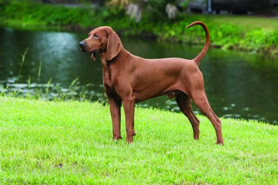 A Redbone Coonhound, a large dog of the hound group