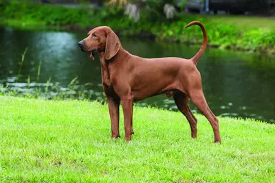 A Redbone Coonhound