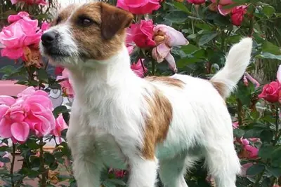A Russell Terrier