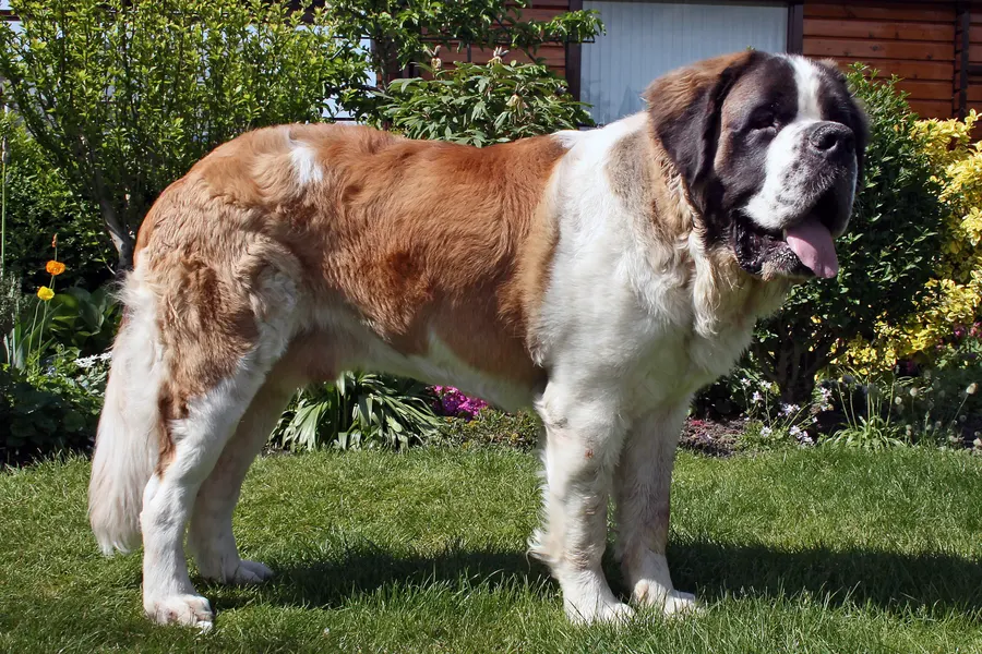 A Saint Bernard, a giant dog of the working group
