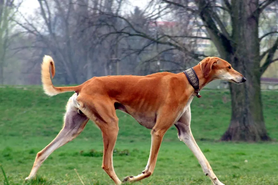A Saluki, a large dog of the hound group