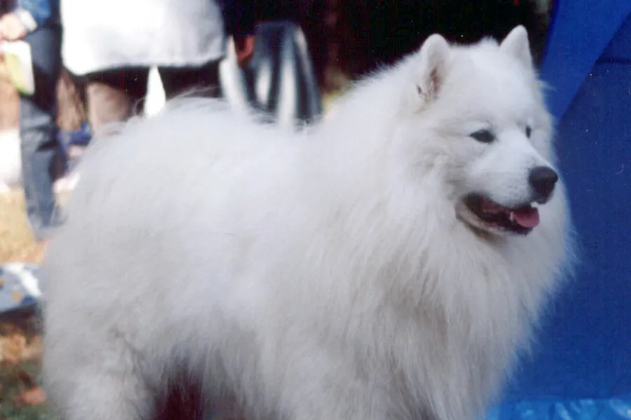 A Samoyed, a large dog of the working group