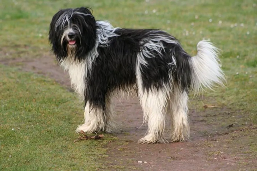 A Schapendoes, a medium dog of the foundation stock service group
