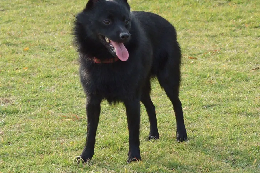 A Schipperke, a small dog of the non-sporting group