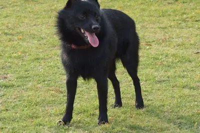 A Schipperke