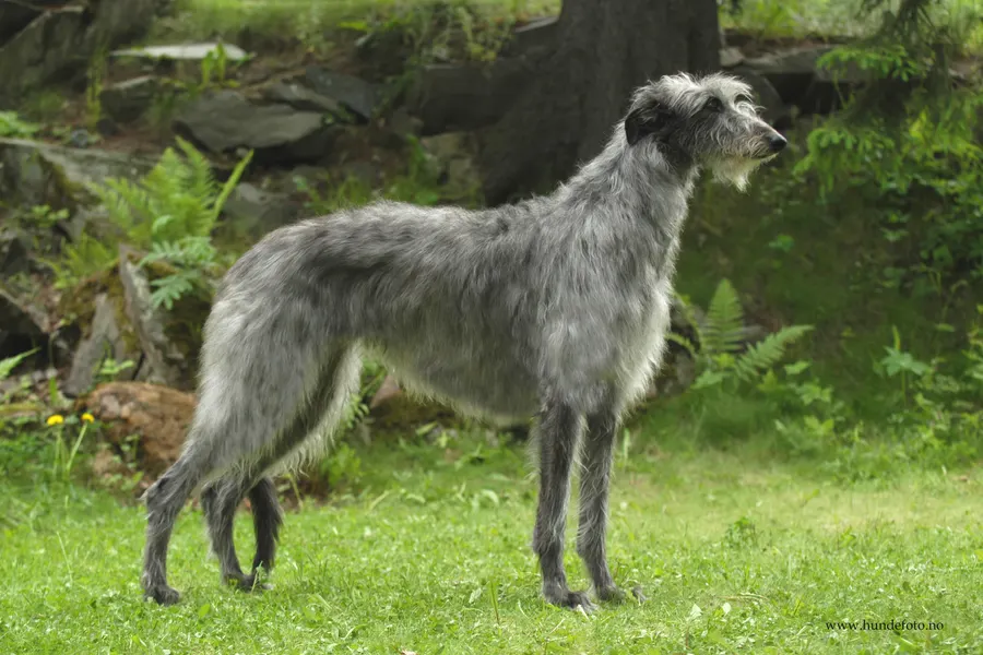 A Scottish Deerhound, a large dog of the hound group