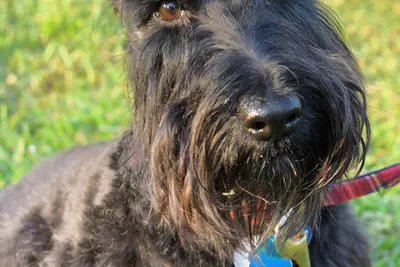 A Scottish Terrier