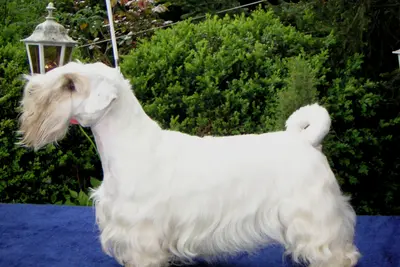 A Sealyham Terrier