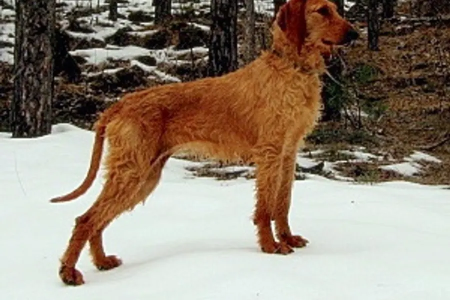 A Segugio Italiano, a large dog of the foundation stock service group