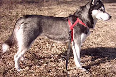 A Siberian Husky