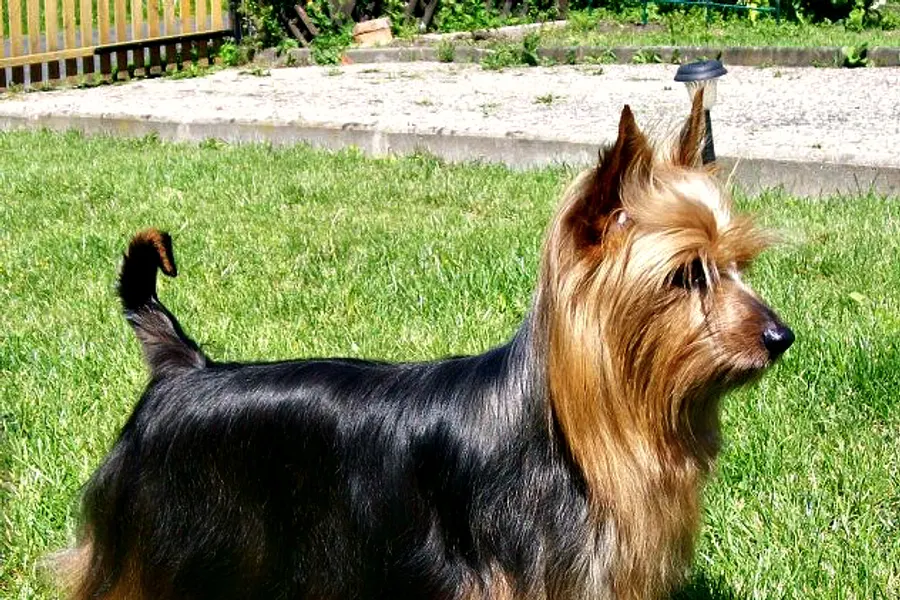 A Silky Terrier, a toy dog of the toy group
