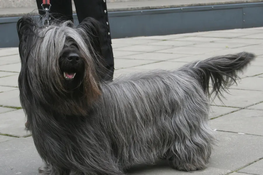 A Skye Terrier, a medium dog of the terrier group