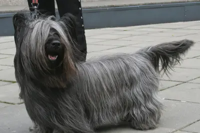 A Skye Terrier