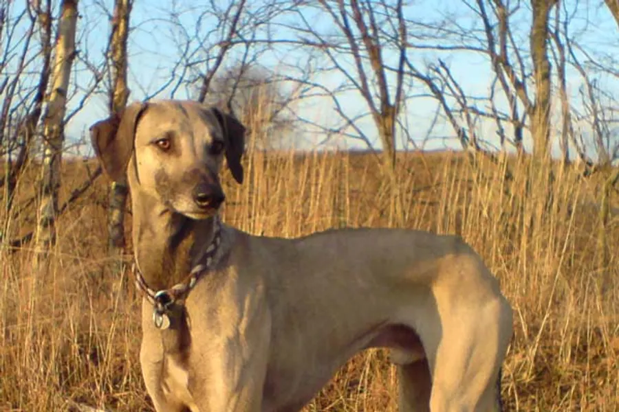 A Sloughi, a medium dog of the hound group