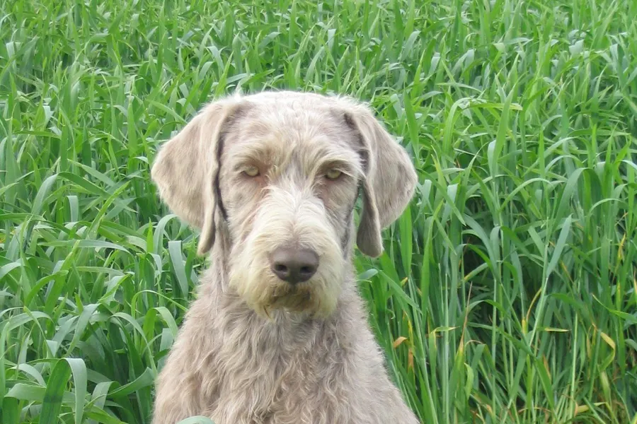A Slovakian Wirehaired Pointer, a large dog of the foundation stock service group
