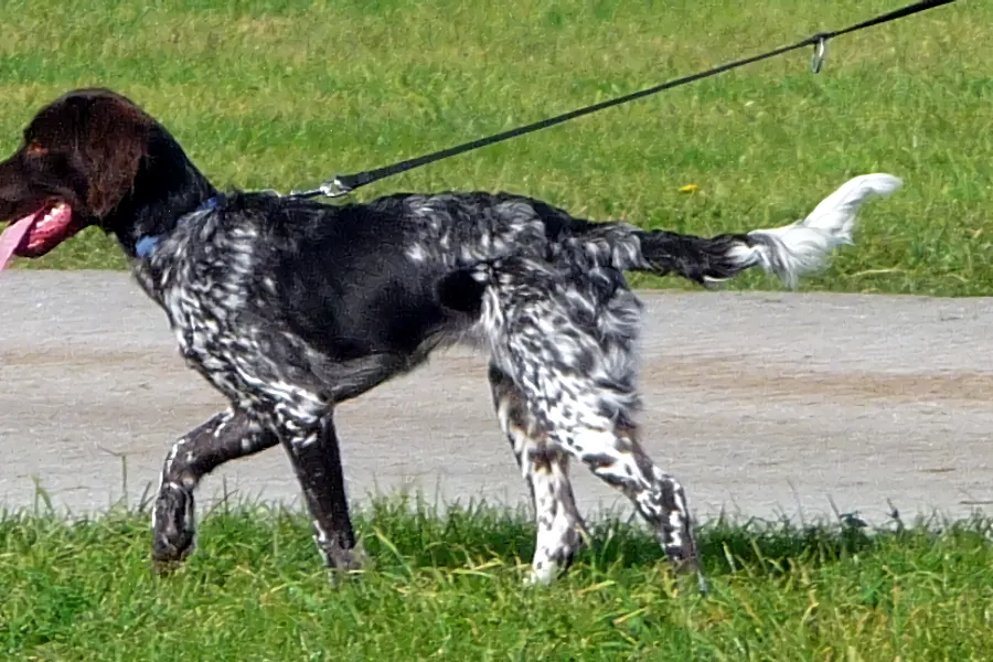 A Small Munsterlander Pointer, a large dog of the foundation stock service group