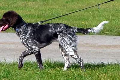 A Small Munsterlander Pointer
