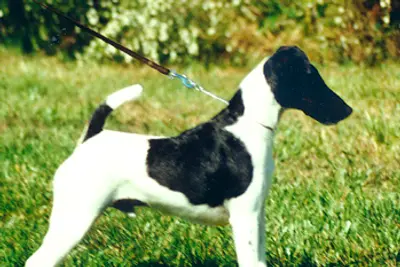 A Smooth Fox Terrier