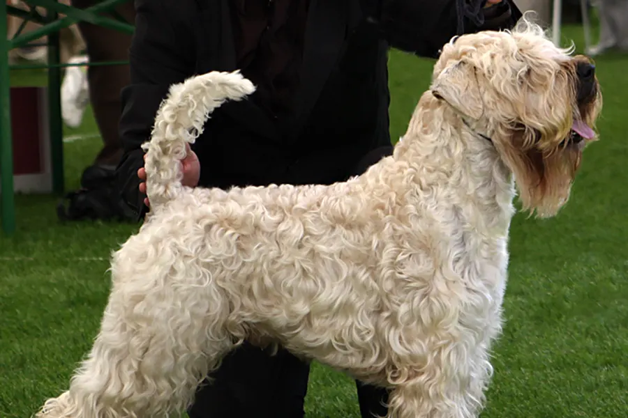 A Soft Coated Wheaten Terrier, a medium dog of the terrier group