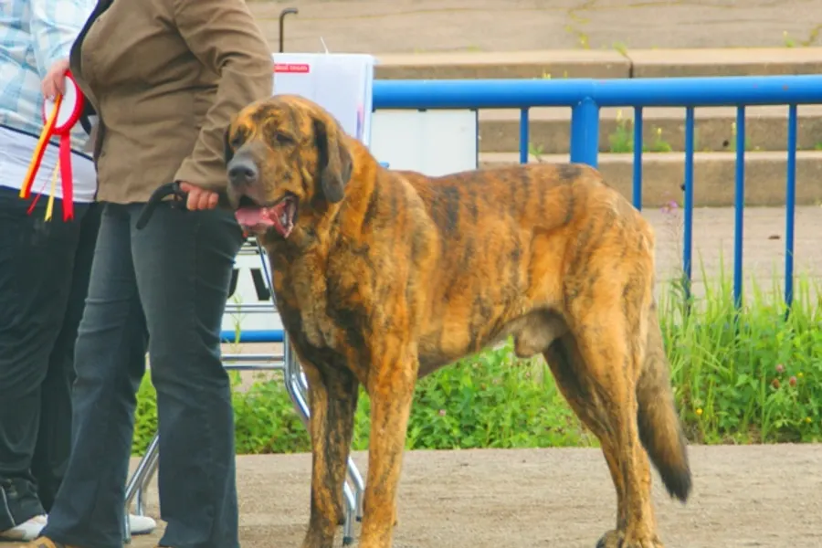 A Spanish Mastiff, a giant dog of the foundation stock service group