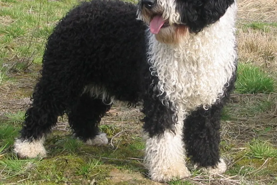A Spanish Water Dog, a medium dog of the herding group