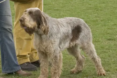 A Spinone Italiano