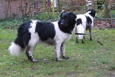 A Stabyhoun
