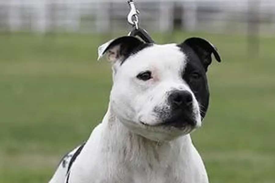 A Staffordshire Bull Terrier, a medium dog of the terrier group