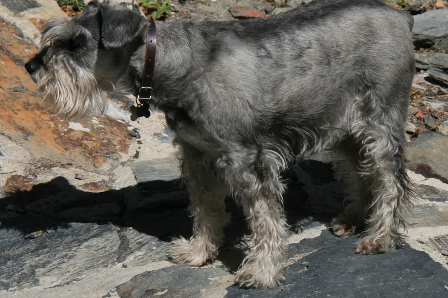 A Standard Schnauzer, a medium dog of the working group
