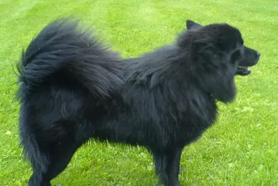 A Swedish Lapphund