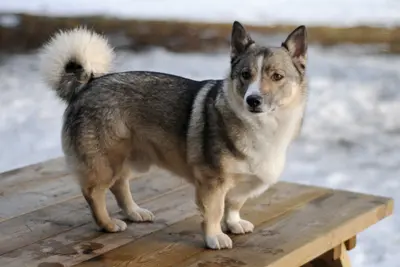 A Swedish Vallhund