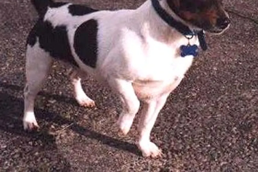 A Teddy Roosevelt Terrier, a small dog of the miscellaneous class group