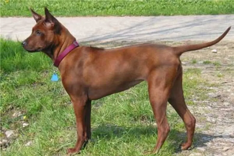 A Thai Ridgeback, a large dog of the foundation stock service group