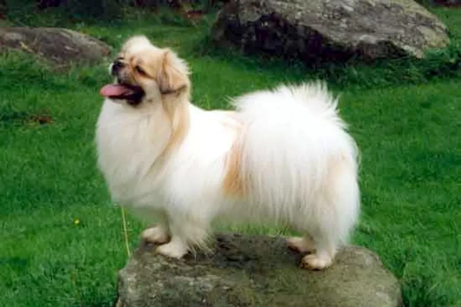 A Tibetan Spaniel, a small dog of the non-sporting group
