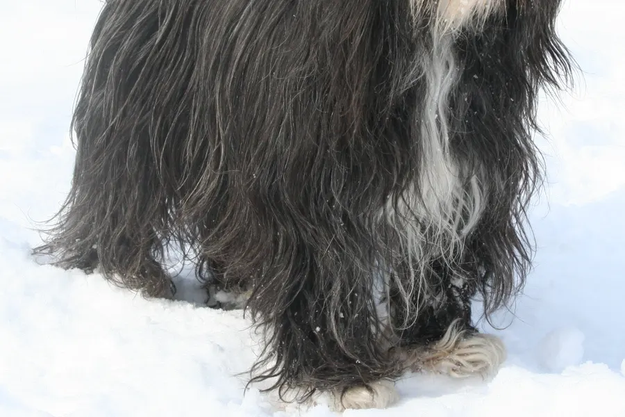 A Tibetan Terrier, a medium dog of the non-sporting group