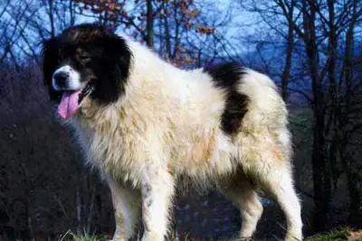 A Tornjak
