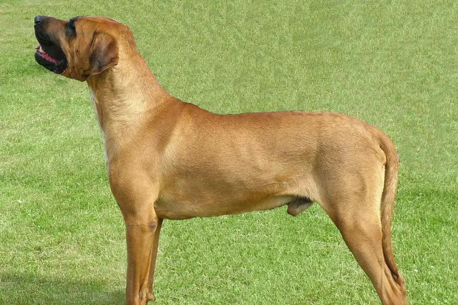 A Tosa, a giant dog of the foundation stock service group