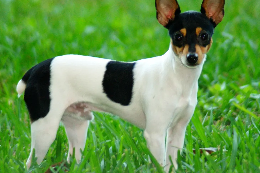 A Toy Fox Terrier, a toy dog of the toy group