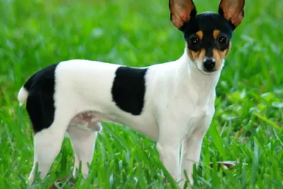 A Toy Fox Terrier