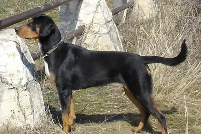 A Transylvanian Hound